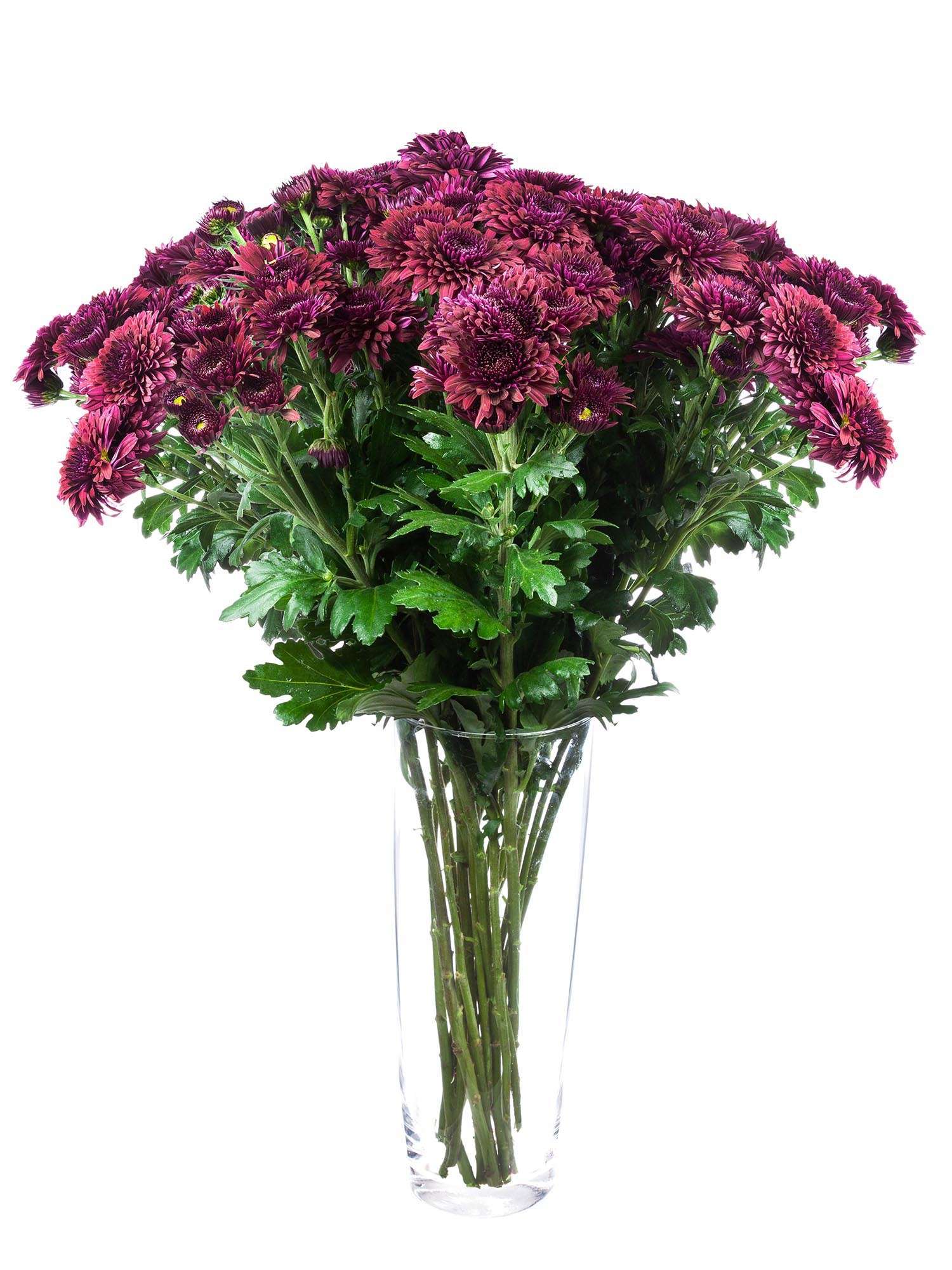 blumigo-herbstdeko-herbstastern-smokey-schnittblume-dunkelviolett image 2