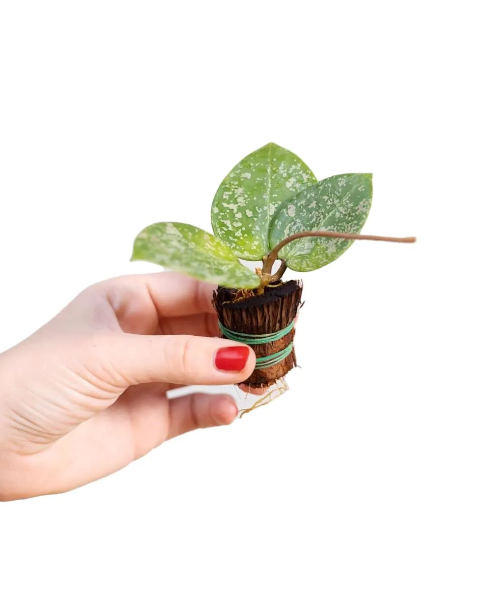 plnts-babyplnts-hoya-parasitica-babypflanze-10-cm-wachsblume image 1