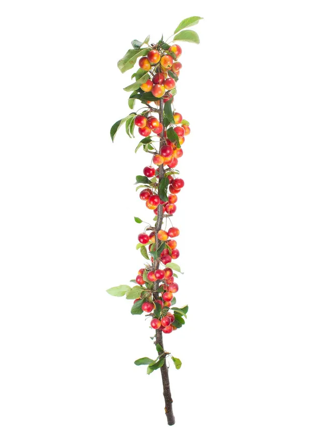 blumigo-herbstdeko-zier-pfel-red-sentinel-zweig-orange-rot image 1