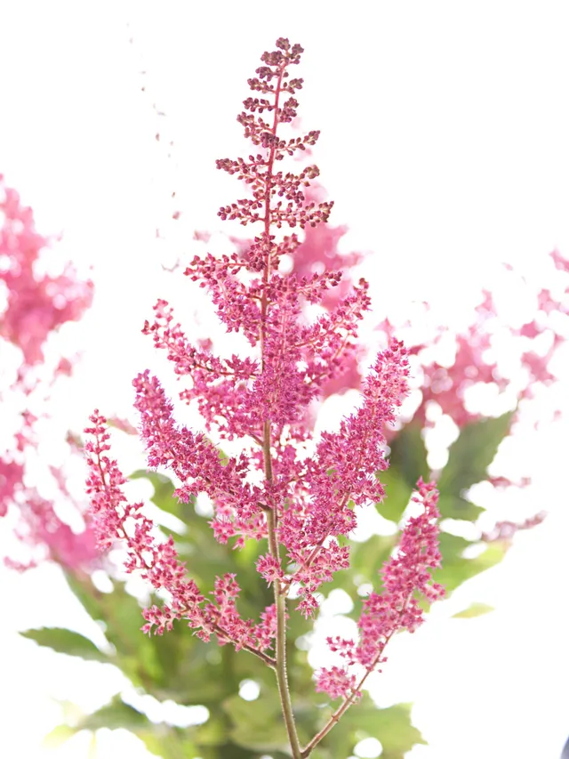 blumigo-blattwerk-astilben-else-schluck-schnittblume-beere image 1