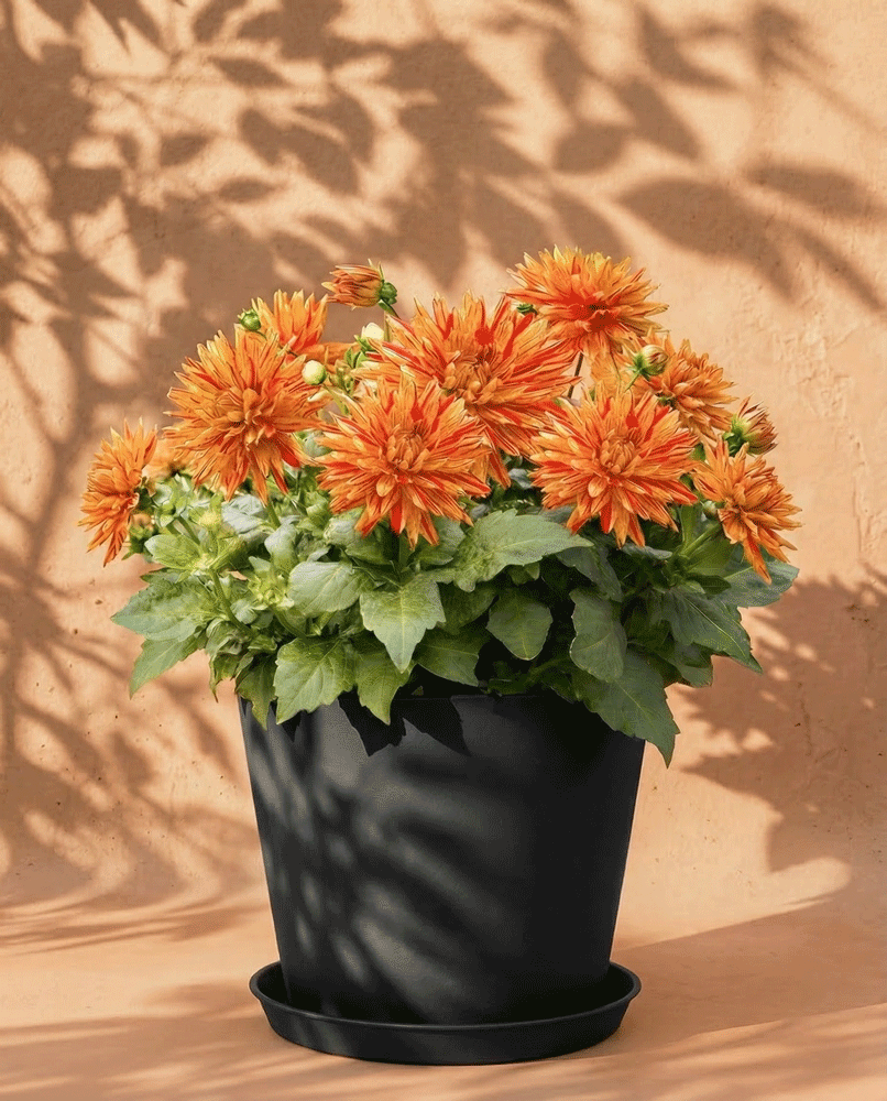 feey-amsterdam-dahlien-hellorange-3-knollen-sommer image 6
