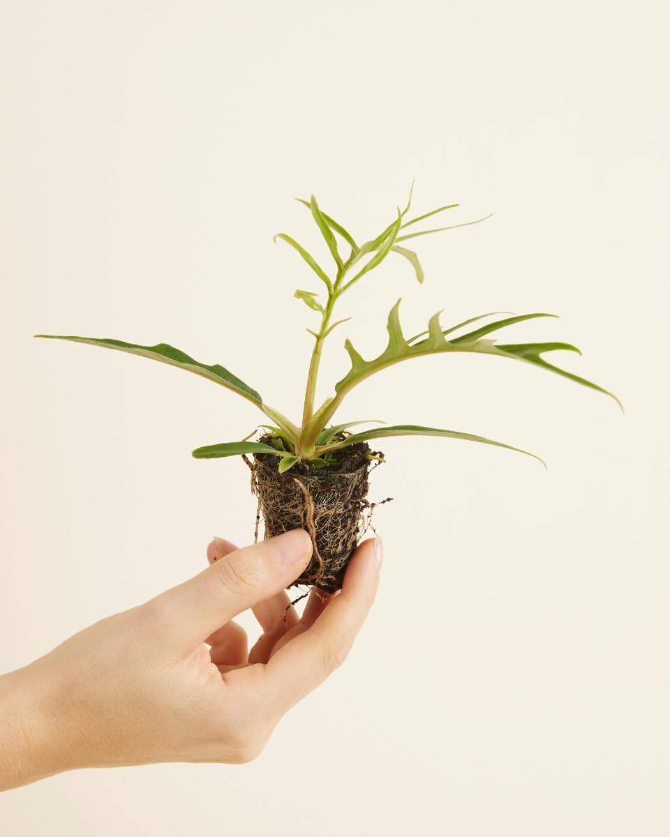 plnts-babyplnts-philodendron-tortum-zimmerpflanze-10-cm image 2