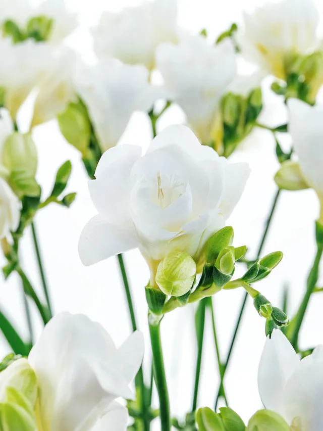 blumigo-freesien-volante-schnittblumen-wei-duftend image 1