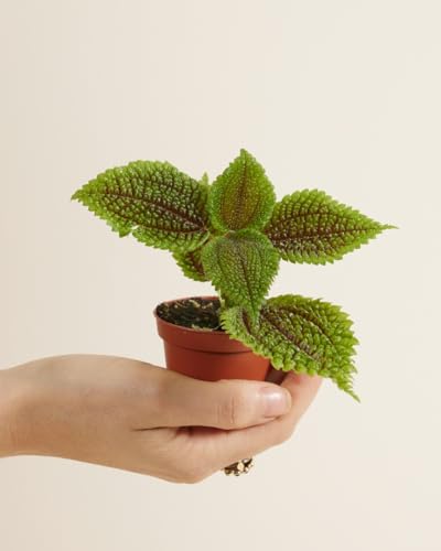 plnts-babyplnts-pilea-moon-valley-zimmerpflanze-6cm-topf image 8