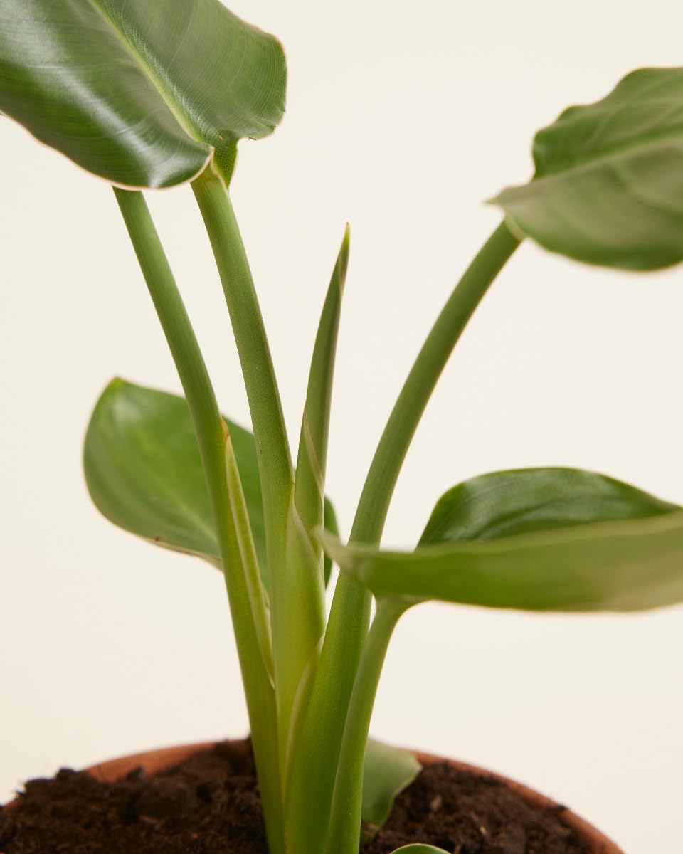 plnts-rareplnts-strelitzia-reginae-zimmerpflanze-30-cm-paradiesvogelblume image 4