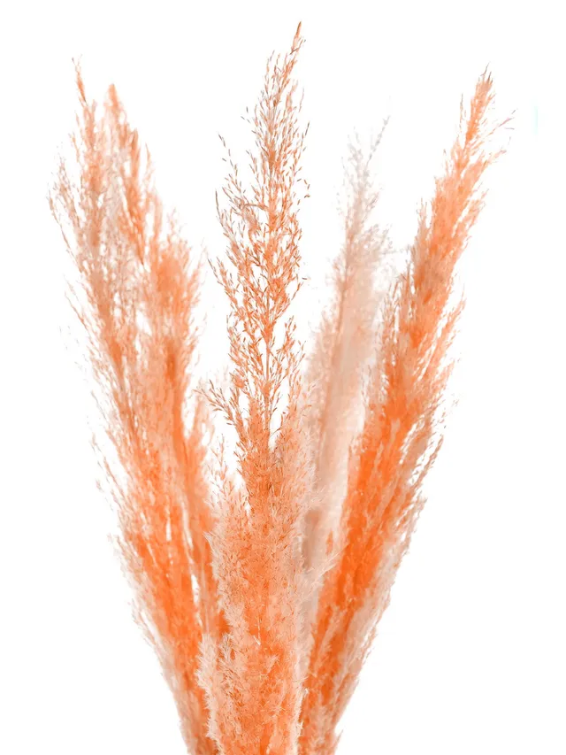 blumigo-trockenblumen-pampasgras-getrocknet-apricot-deko image 1