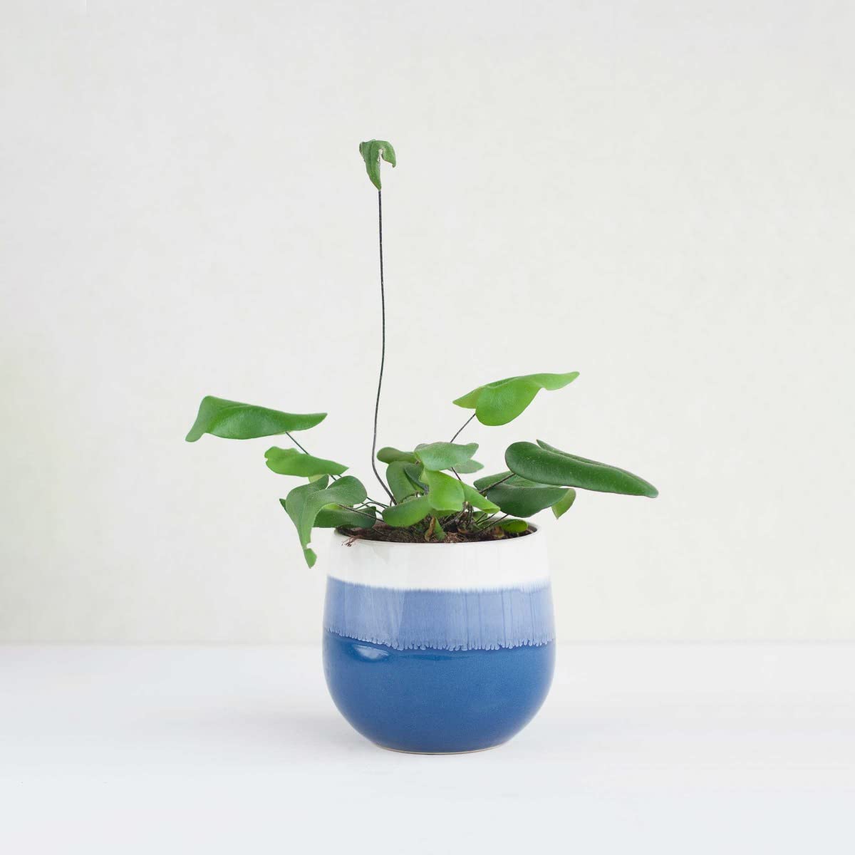 plnts-rareplnts-hemionitis-arifolia-herzfarn-12cm-topf image 6