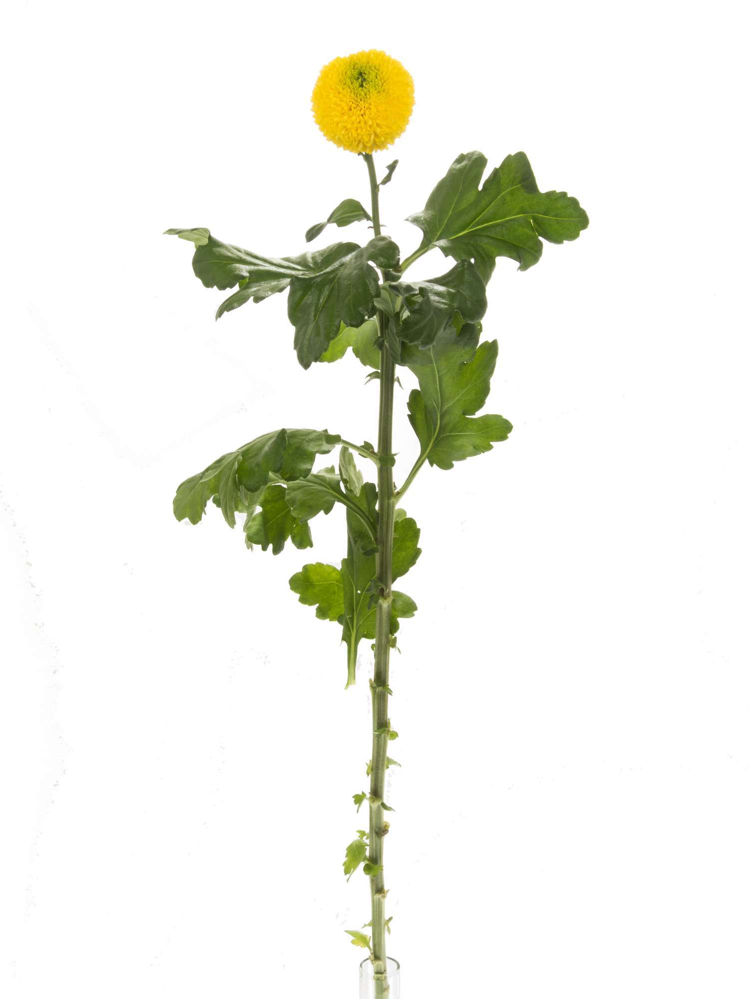 blumigo-chrysanthemen-ping-pong-gelb-schnittblume-in-gelb image 3