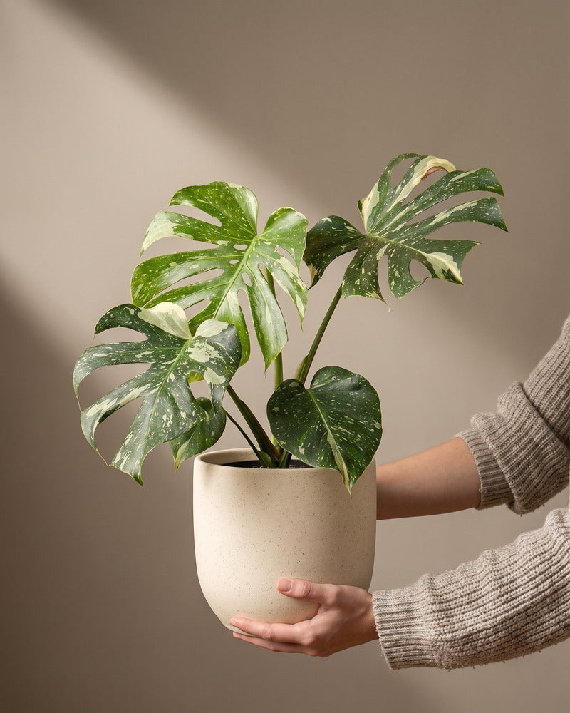 feey-monstera-thai-constellation-panaschiert-ohne-bertopf image 1