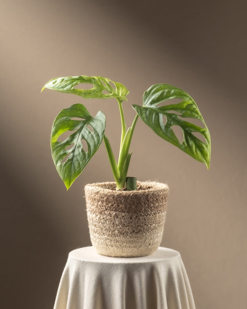 feey-variado-monstera-adansonii-mint-babypflanze-ohne-bertopf image 5