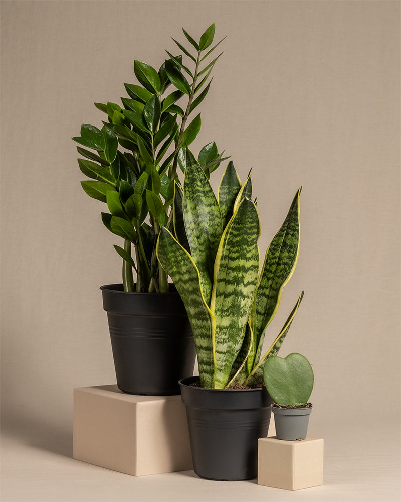feey-variado-trio-f-r-den-farblosen-daumen-zimmerpflanzen-set-ohne-bertopf image 3