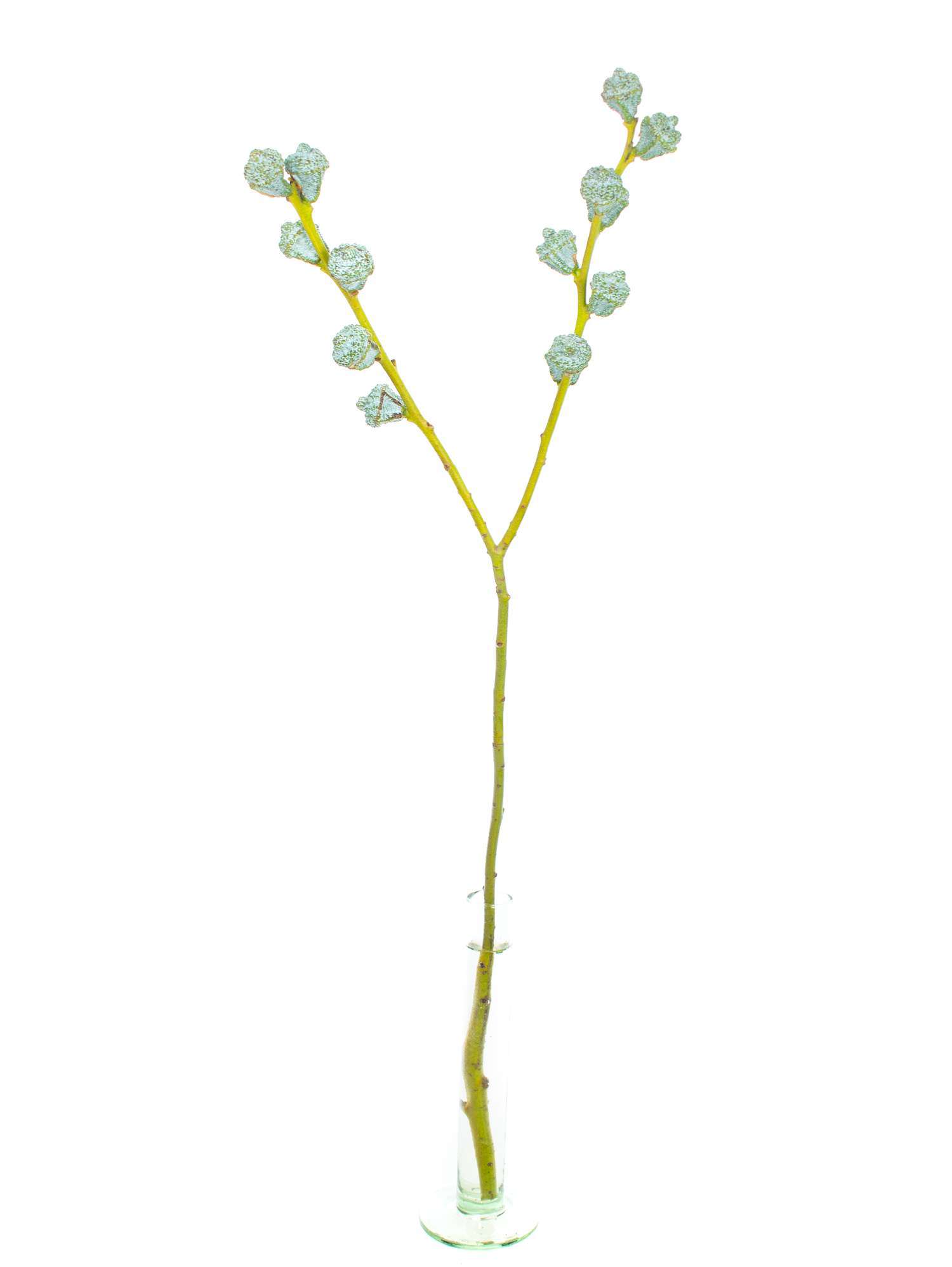 blumigo-eukalyptus-eukalyptusbeeren-schnittgr-n-silber-blau image 3
