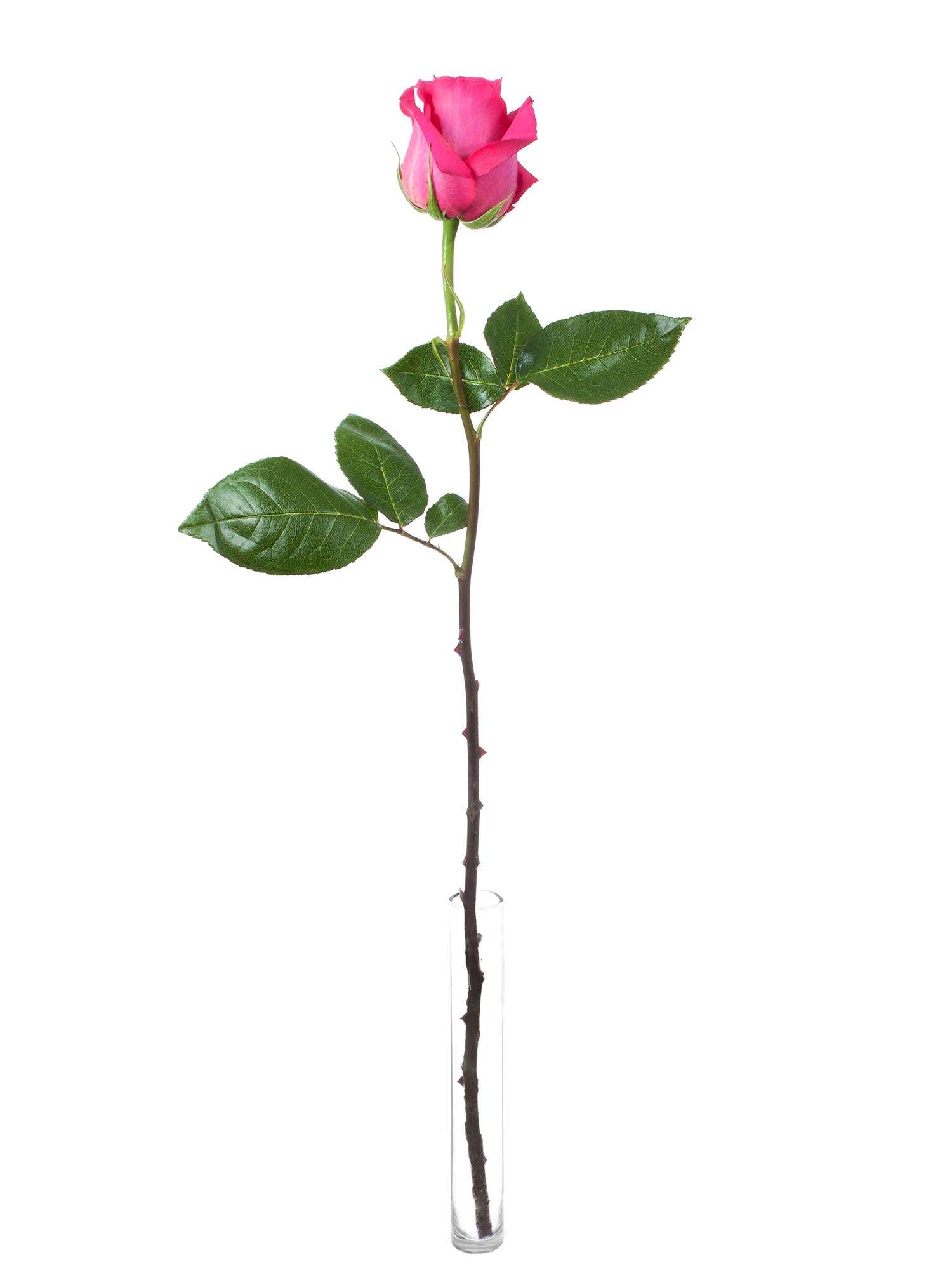 blumigo-rosen-pink-floyd-rose-pink-gro-bl-tig image 3