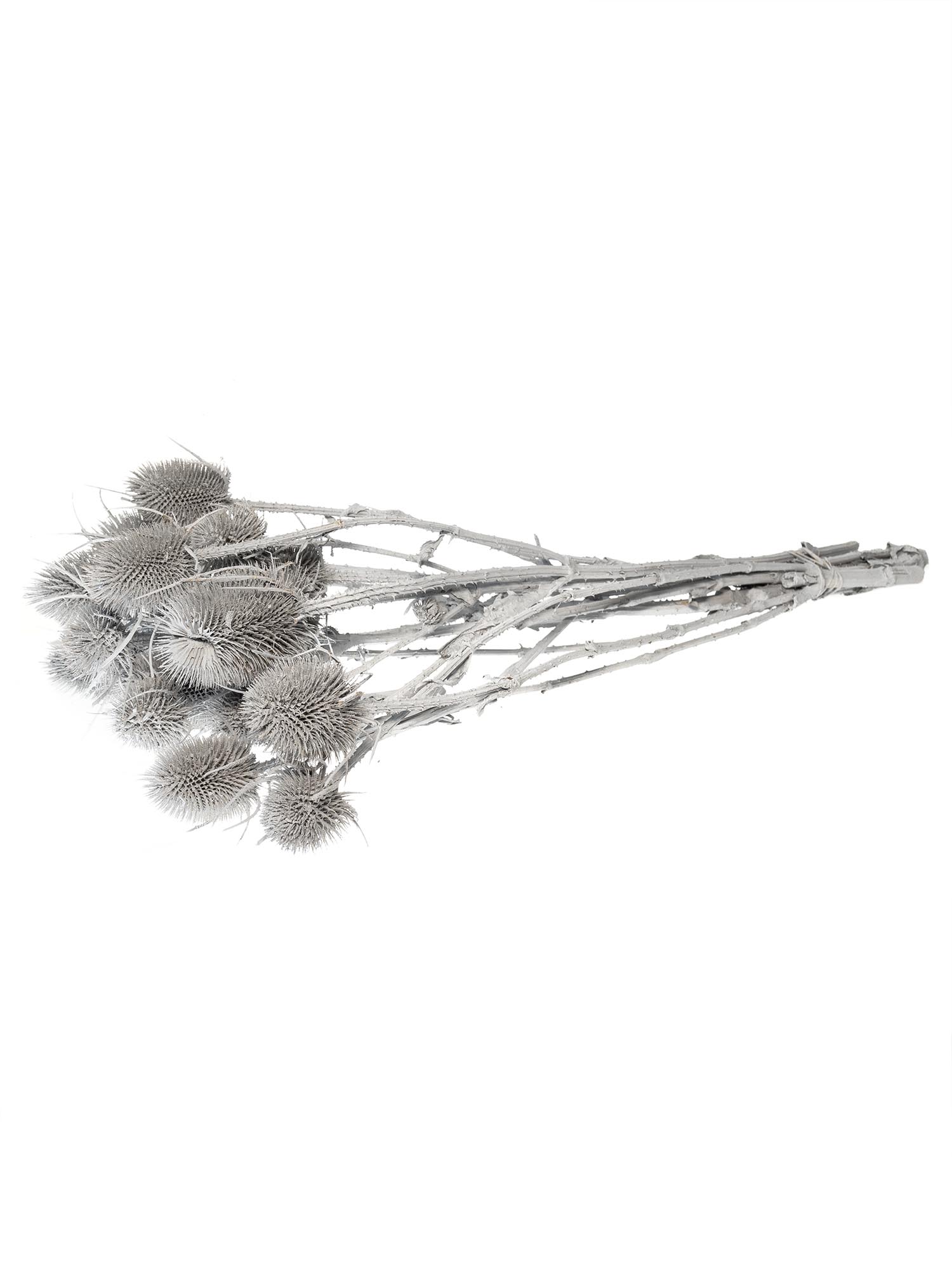 blumigo-wilde-karde-dipsacus-grau-getrocknet image 4
