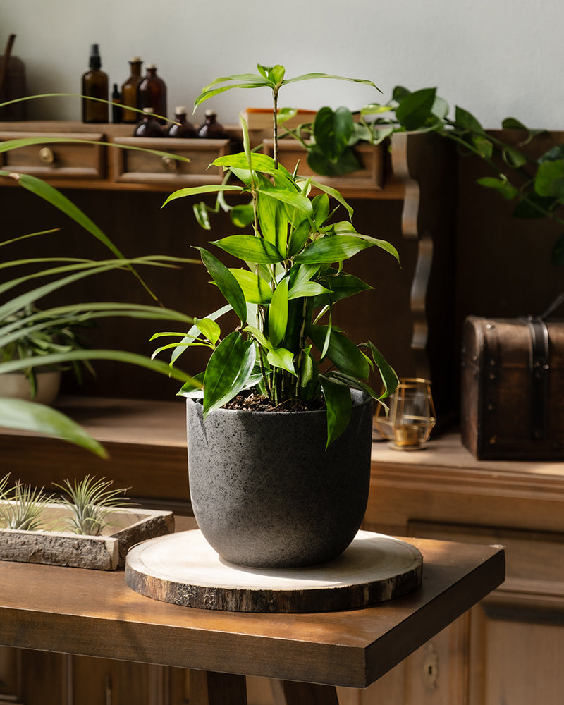 feey-dracaena-surculosa-drachenbaum-klein-ohne-bertopf image 4