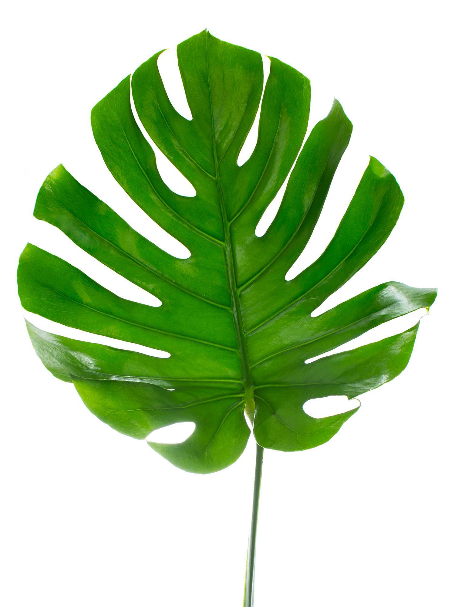 blumigo-blattwerk-monstera-bl-tter-gro-schnittgr-n image 2