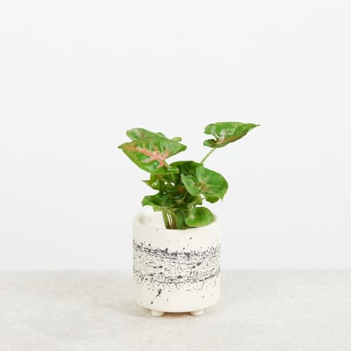 plnts-baby-syngonium-christmas-zimmerpflanze-8-cm-bunte-bl-tter image 8