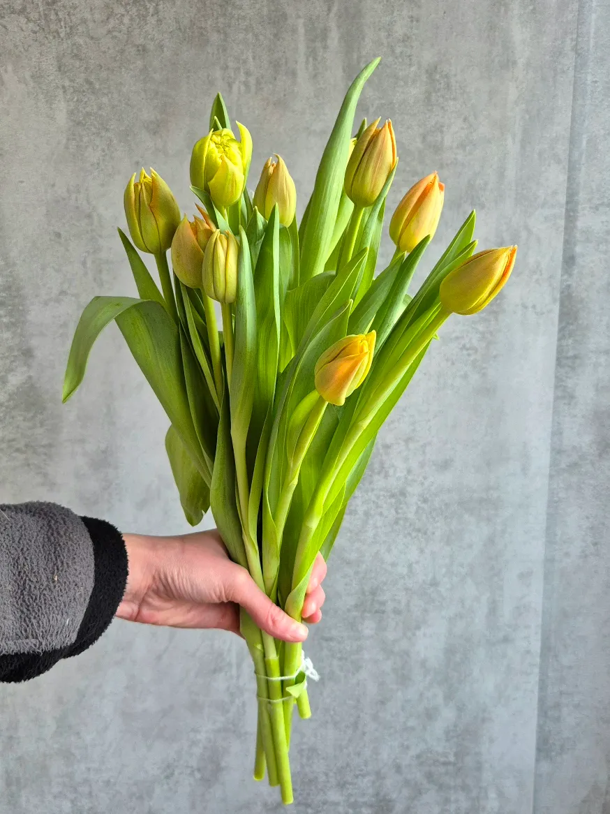 blumigo-tulpen-kiteman-apricot-gef-llte-tulpe image 1