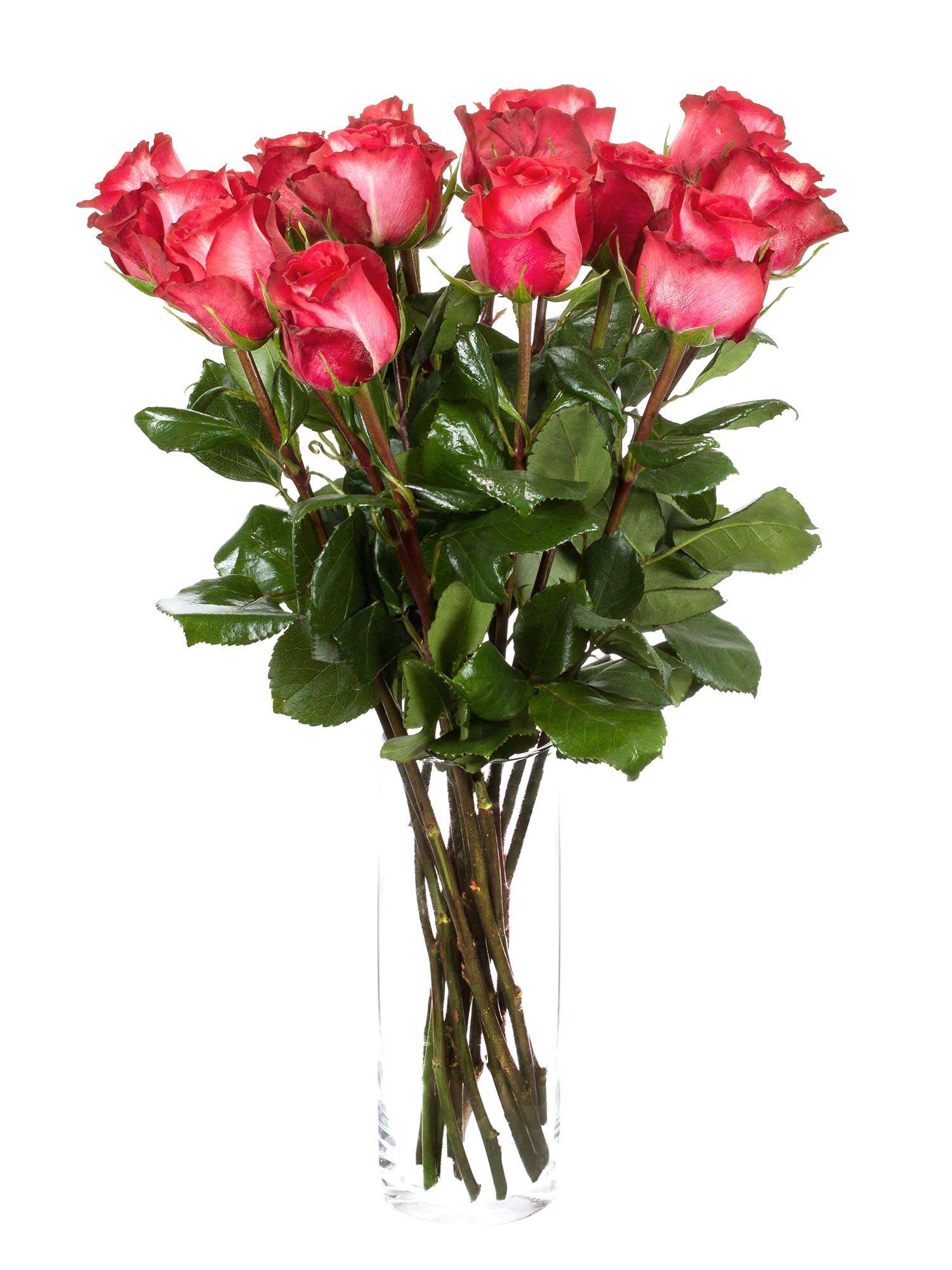 blumigo-rosen-iguazu-rose-rot-creme-einzelstiel image 2