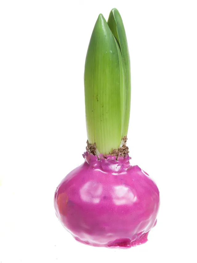blumigo-gewachste-hyazinthenknollen-fr-hlingsknollen-pink image 1