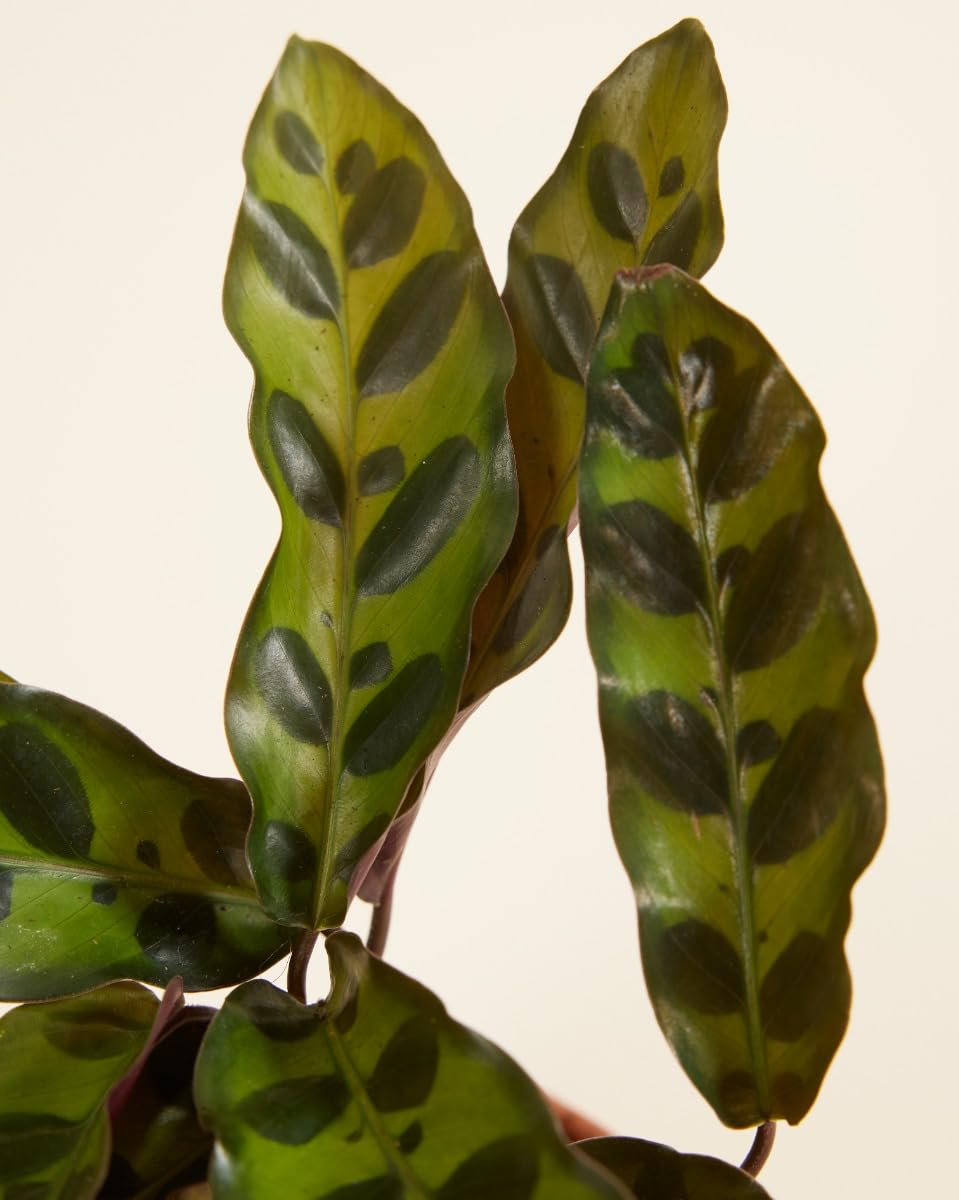 plnts-babyplnts-calathea-lancifolia-zimmerpflanze-15cm image 4
