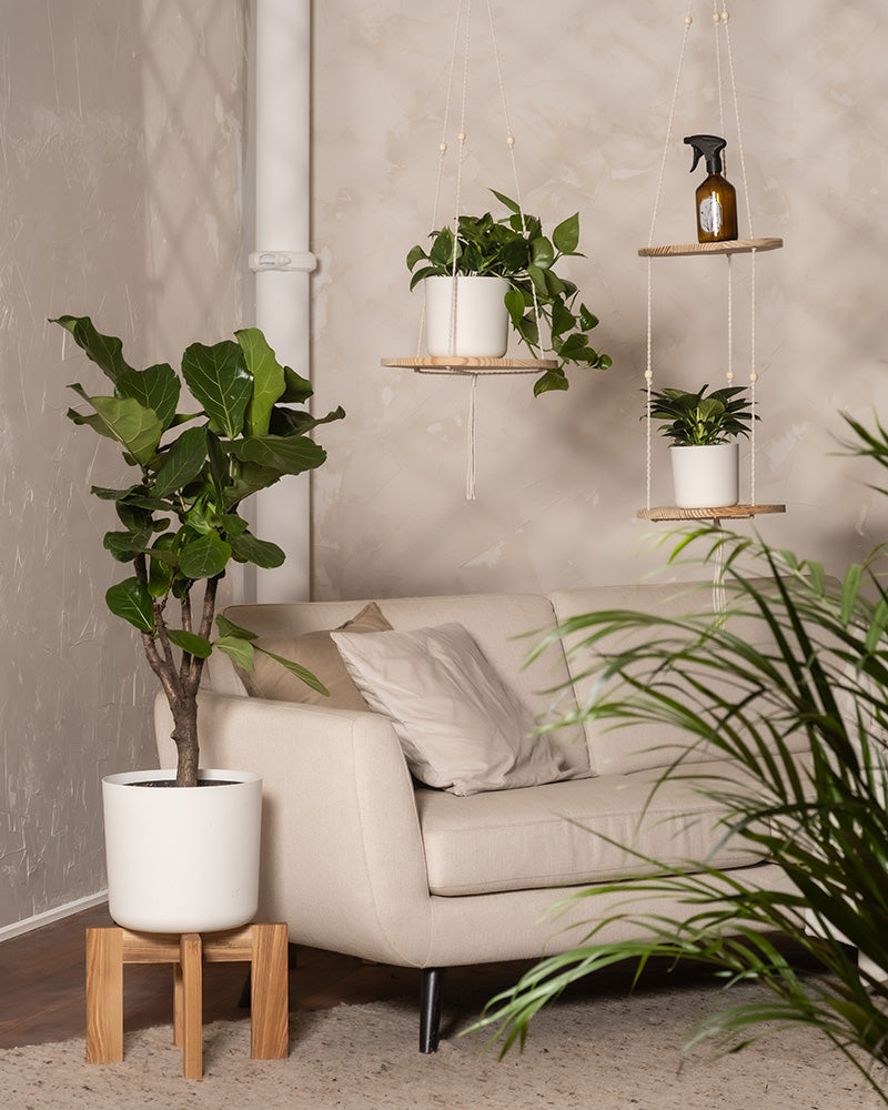 feey-urban-jungle-set-zimmerpflanzen-3er-ohne-bertopf image 2