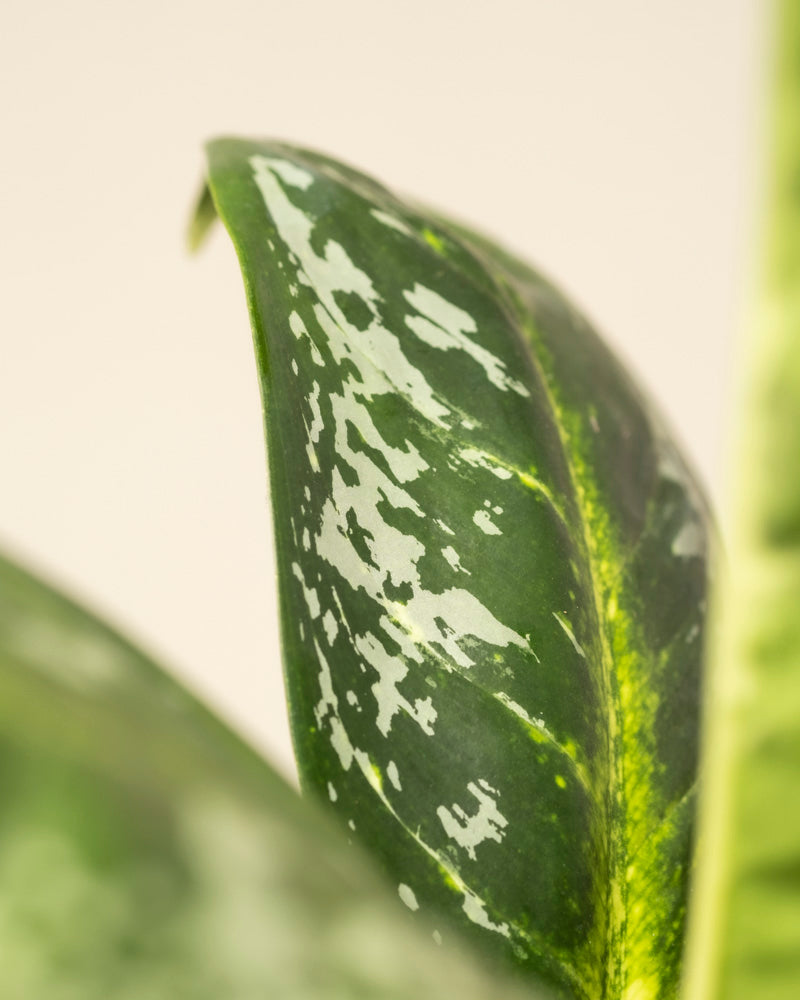 feey-variado-aglaonema-onyx-green-ohne-bertopf image 2