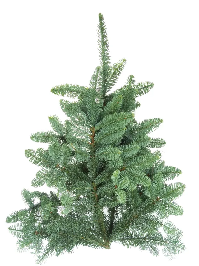 blumigo-edeltanne-abies-nobilis-tannengr-n-frisch-geschnitten image 1