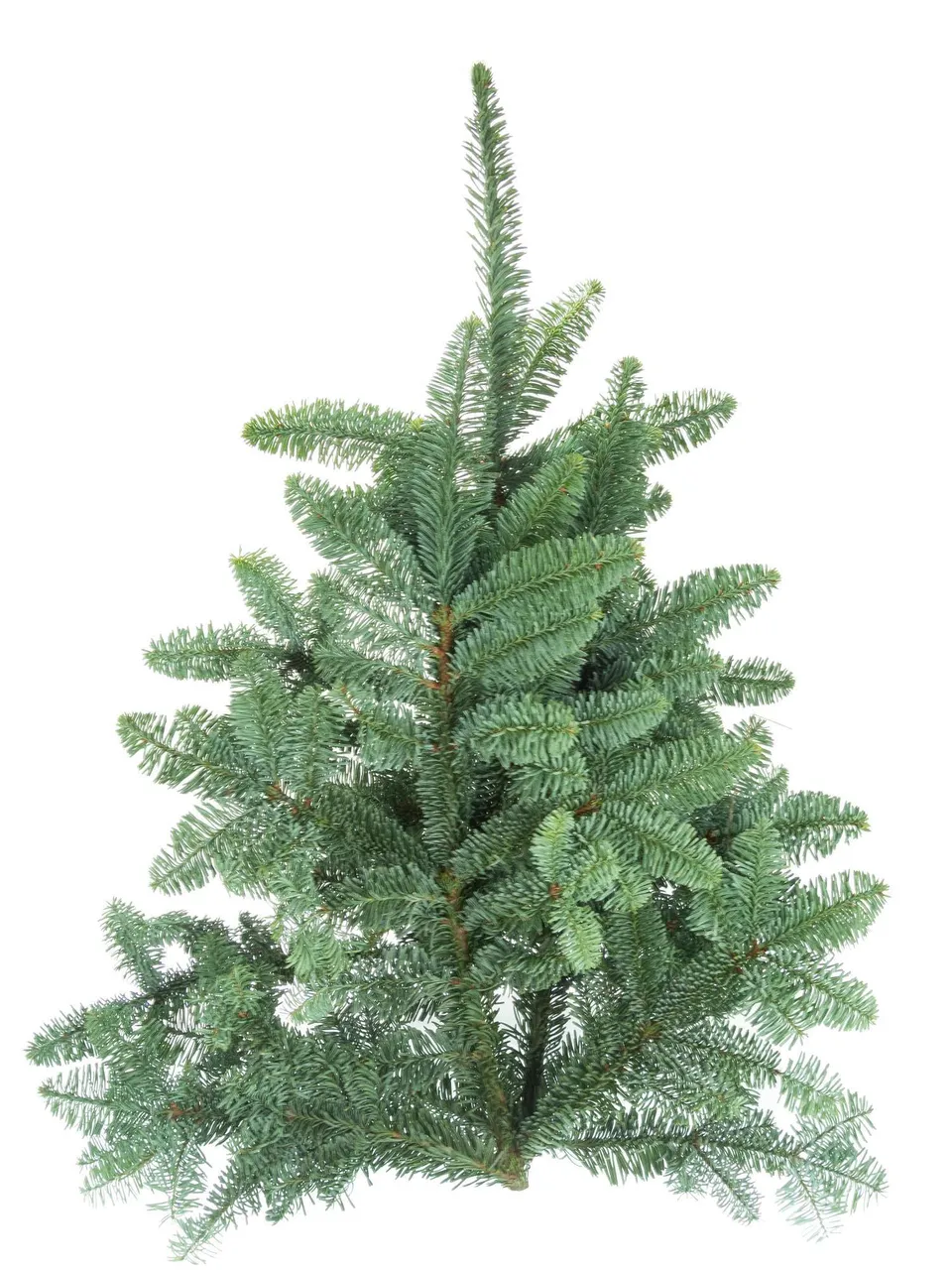 blumigo-edeltanne-abies-nobilis-tannengr-n-frisch-geschnitten image 1