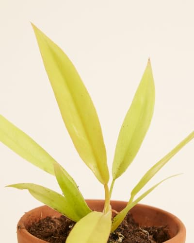 plnts-babyplnts-philodendron-golden-saw-zimmerpflanze-8cm-baby image 8