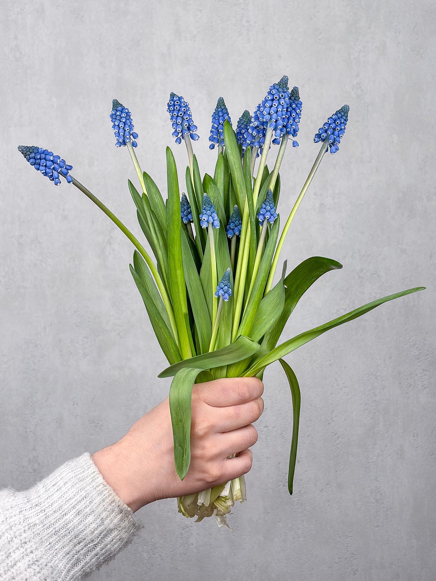 blumigo-fr-hlingsknollen-muscari-armeniacum-blaue-traubenhyazinthen-stiel image 1