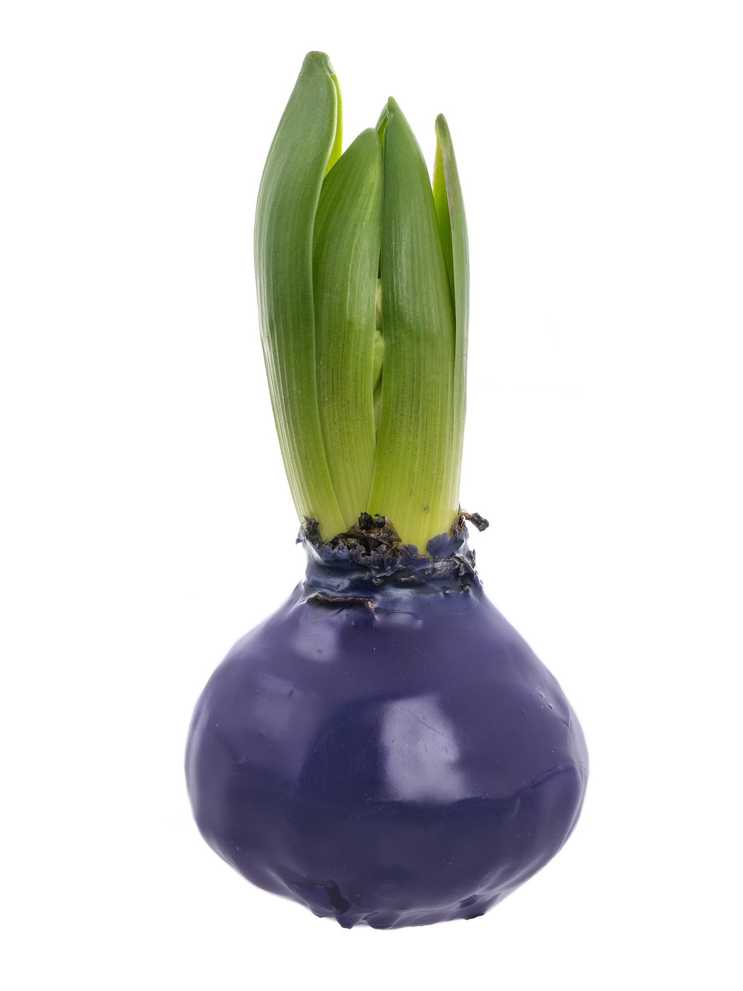 blumigo-fr-hlingsknollen-hyazinthenknolle-violett-gewachst image 1
