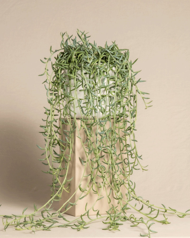 feey-variado-senecio-radicans-h-ngepflanze-ohne-bertopf image 8