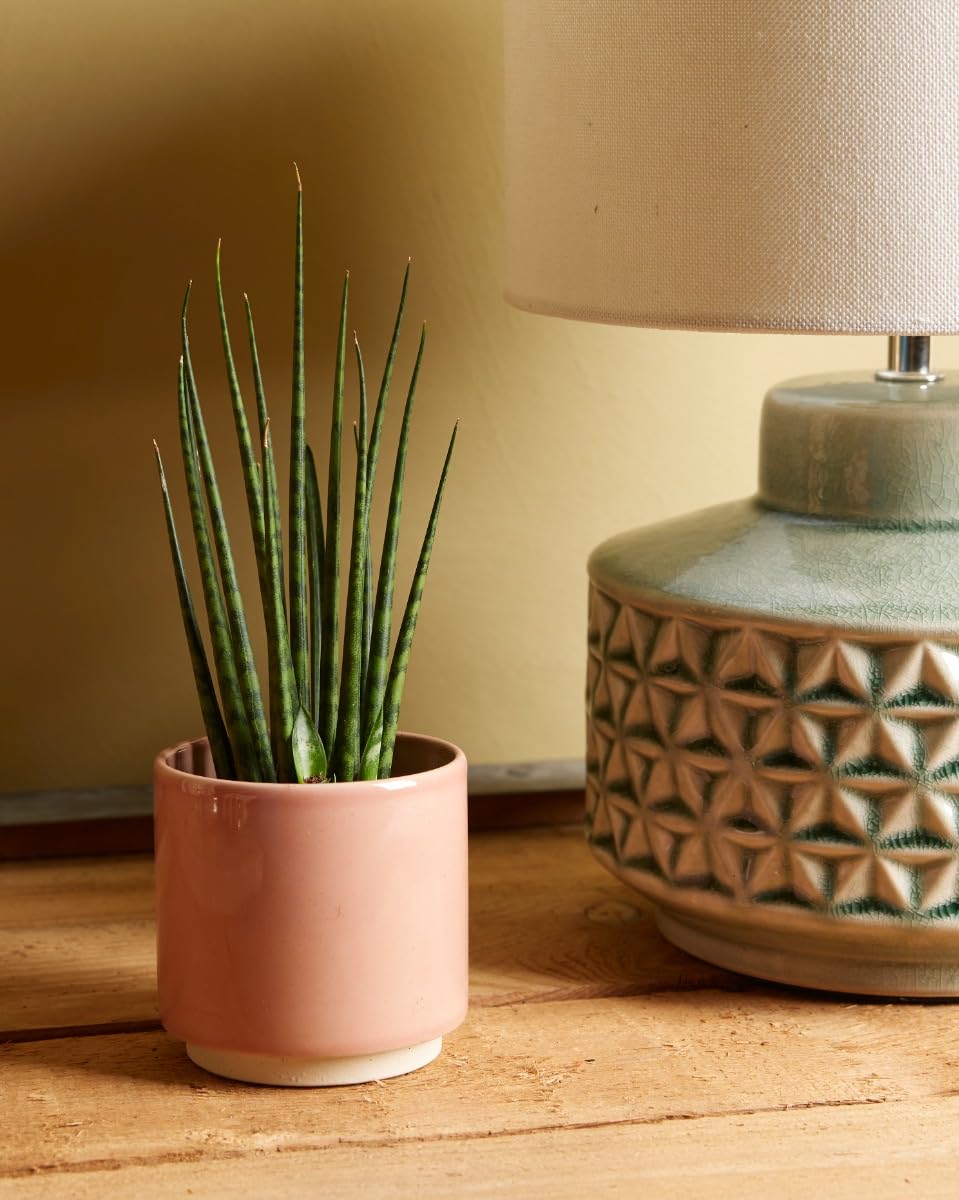 plnts-babyplnts-sansevieria-fernwood-mikado-babypflanze-15-cm image 4