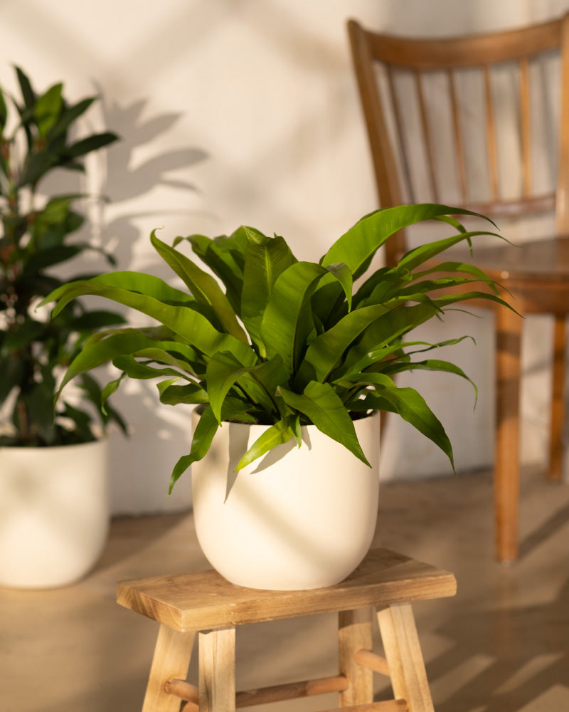 feey-nestfarn-asplenium-zimmerpflanze-tierfreundlich image 4