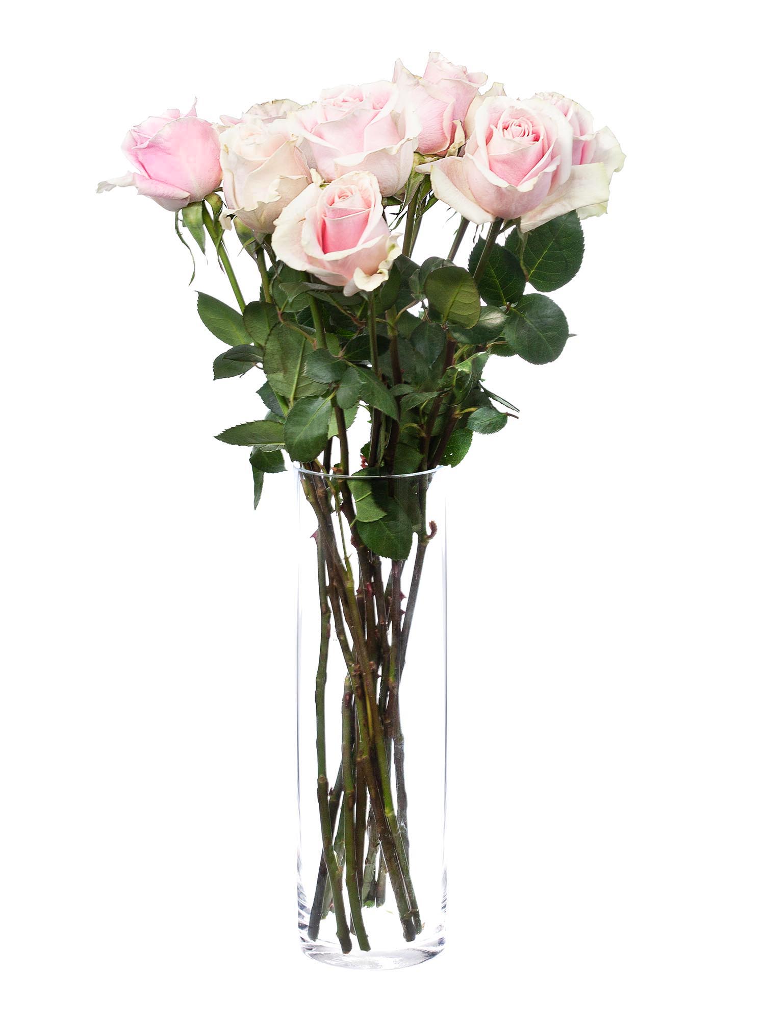 blumigo-rosen-rosita-vendela-schnittrose-rosa image 2