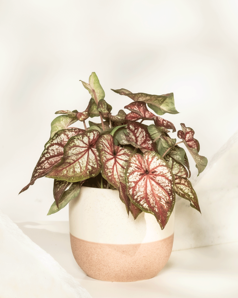 feey-variado-caladium-bicolor-zimmerpflanze-bunte-bl-tter image 5