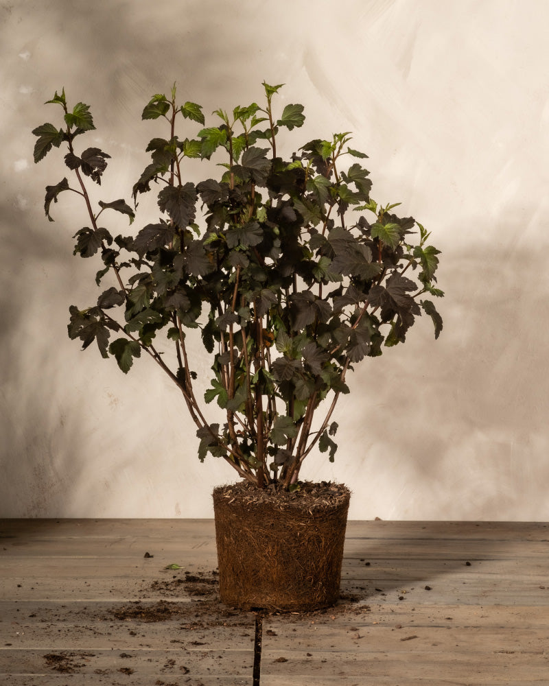 feey-amsterdam-physocarpus-opulifolius-strauch-ohne-topf image 3