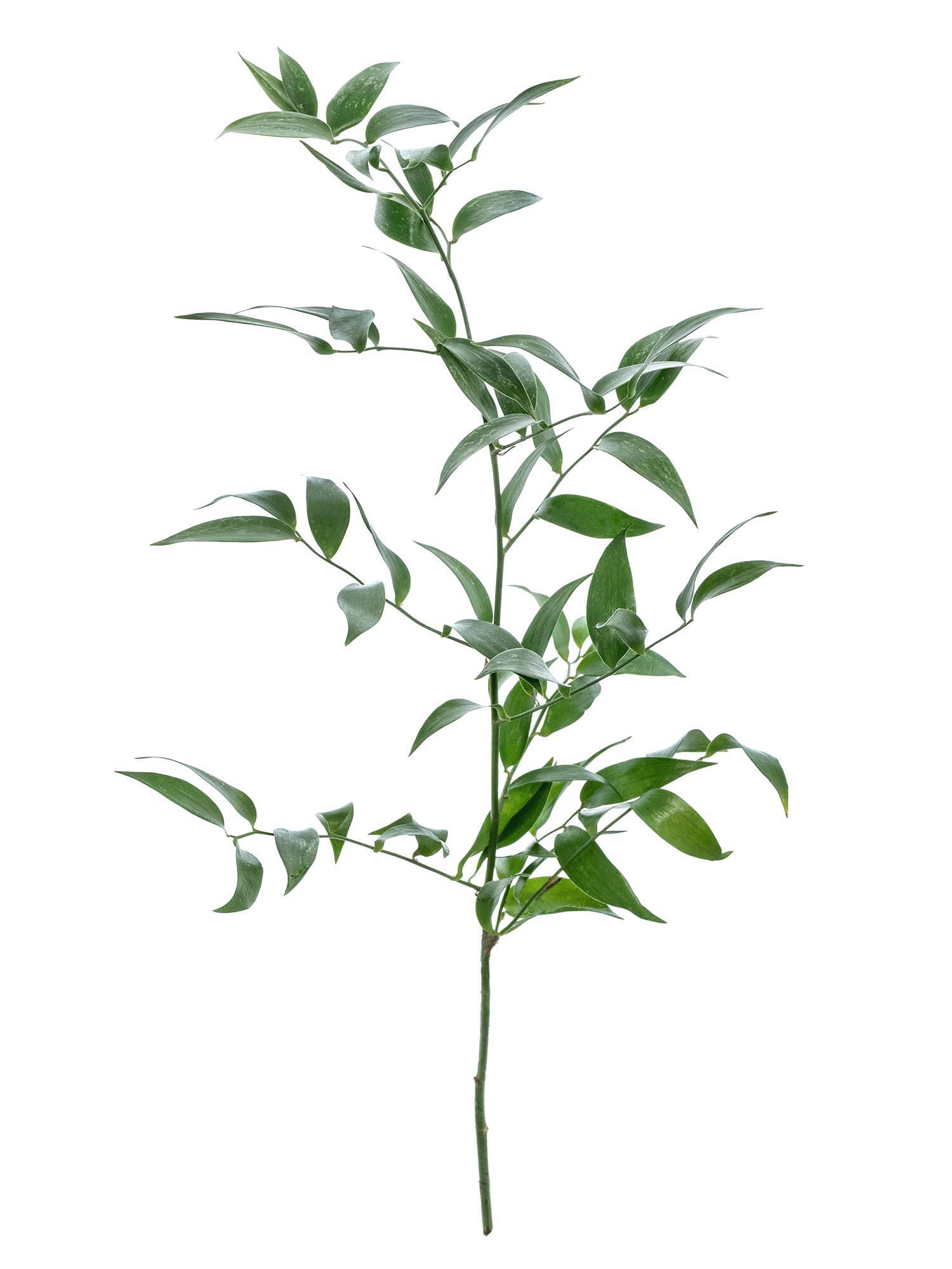 blumigo-italian-ruscus-bindegr-n-gr-n-schnittgr-n image 4