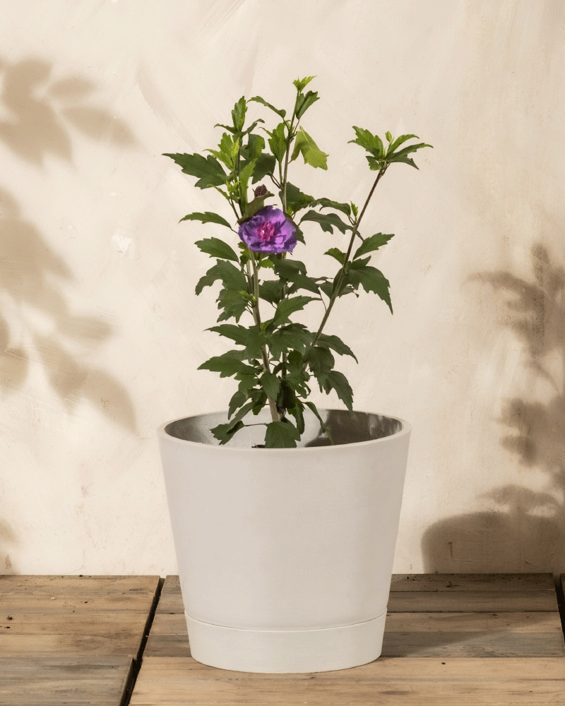 feey-amsterdam-blauer-hibiskus-gartenpflanze-ohne-topf-winterhart image 4