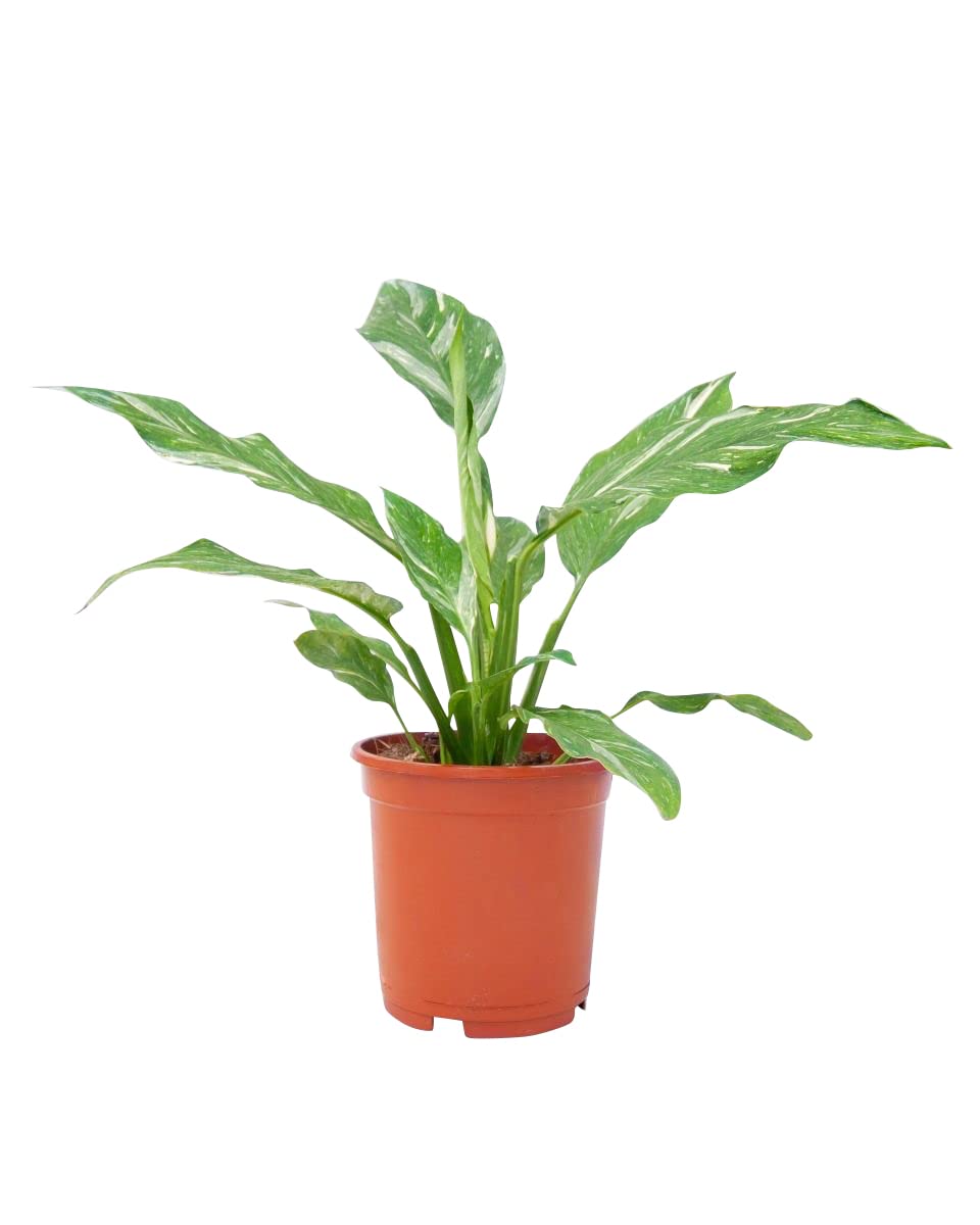 plnts-rareplnts-spathiphyllum-diamond-zimmerpflanze-30cm-panaschiert image 1