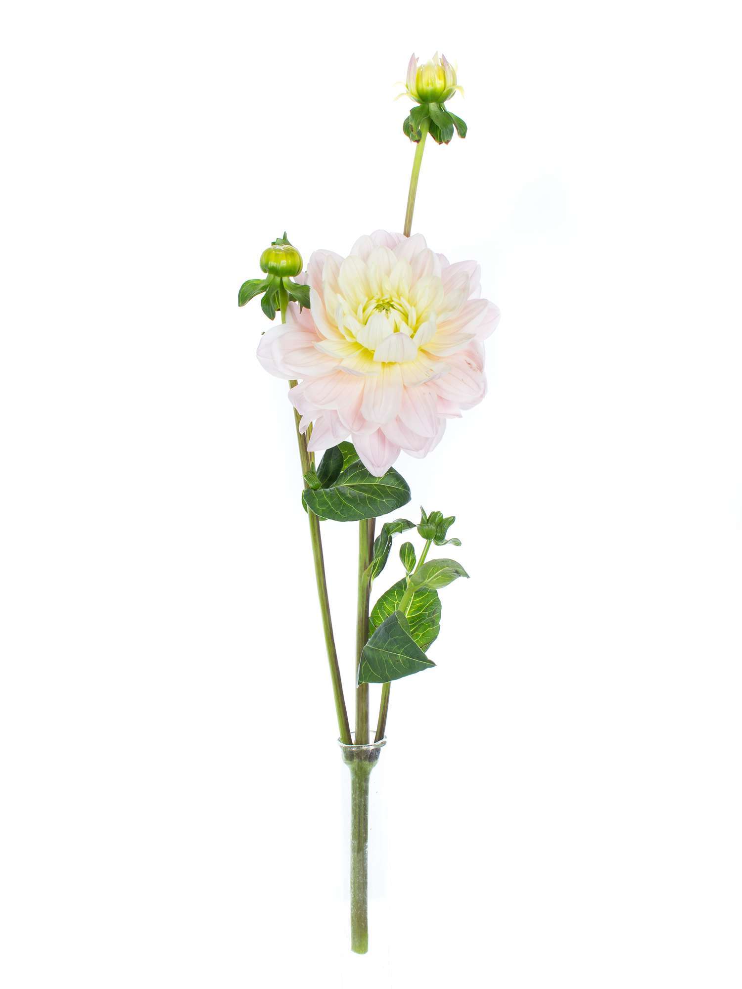 blumigo-diana-s-memory-dahlie-rosa-creme-1-stiel image 3