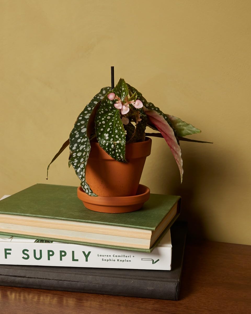 plnts-baby-begonia-maculata-zimmerpflanze-15-cm image 6