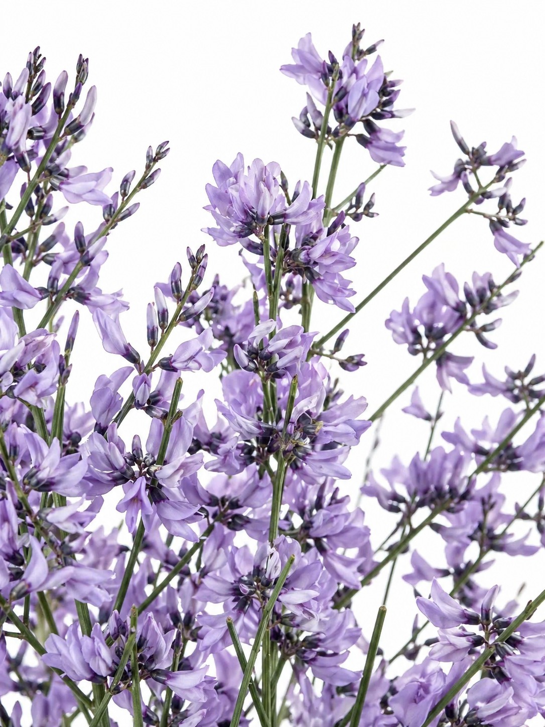 blumigo-ginster-lila-deko-zweige-f-r-die-vase image 1