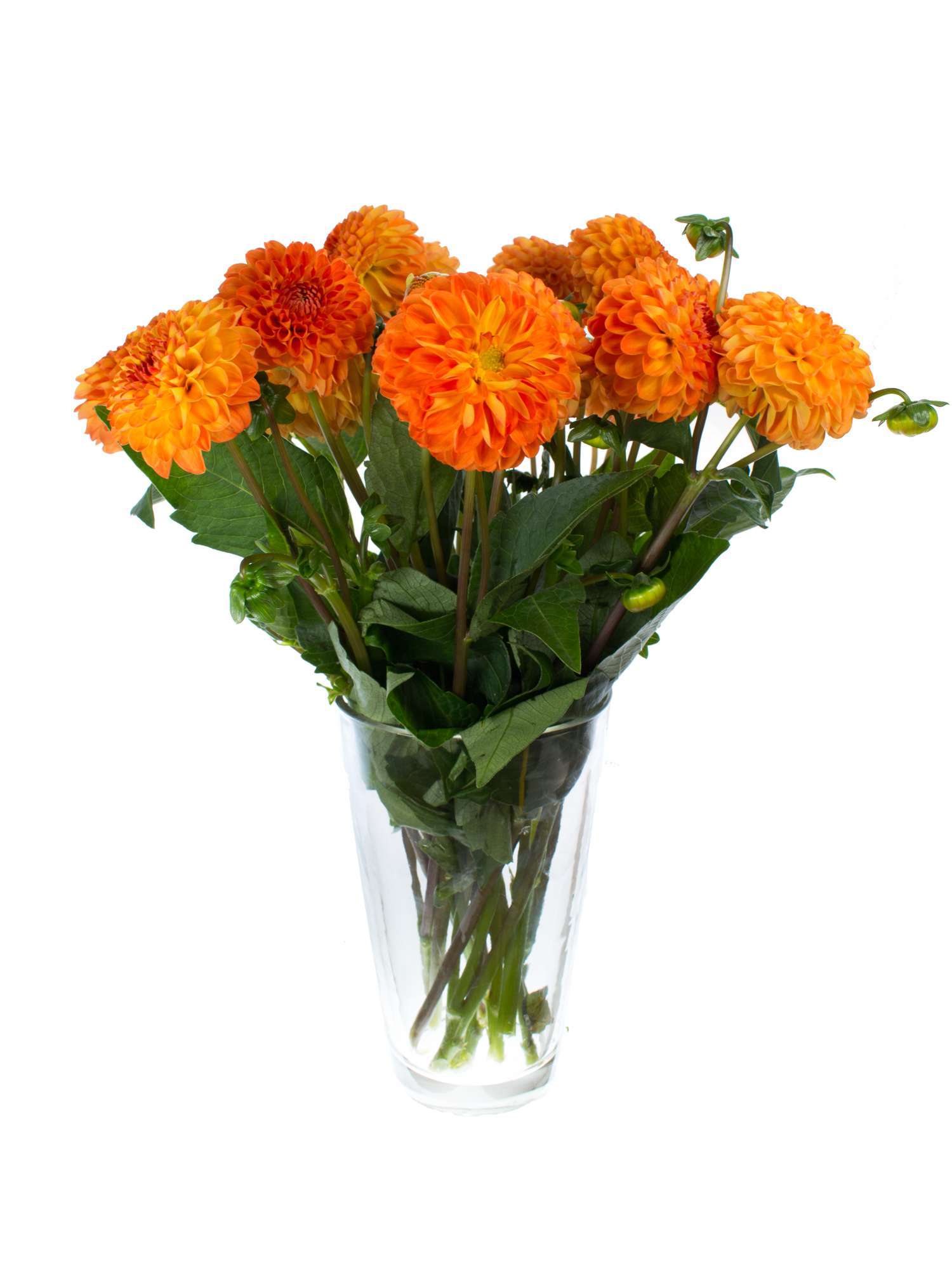 blumigo-blattwerk-dahlien-souvenier-d-ete-blume-orange image 2