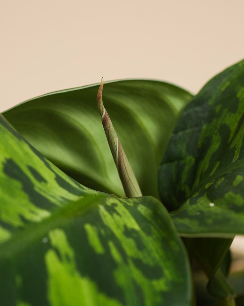 feey-variado-homalomena-camouflage-zimmerpflanze-14cm image 2