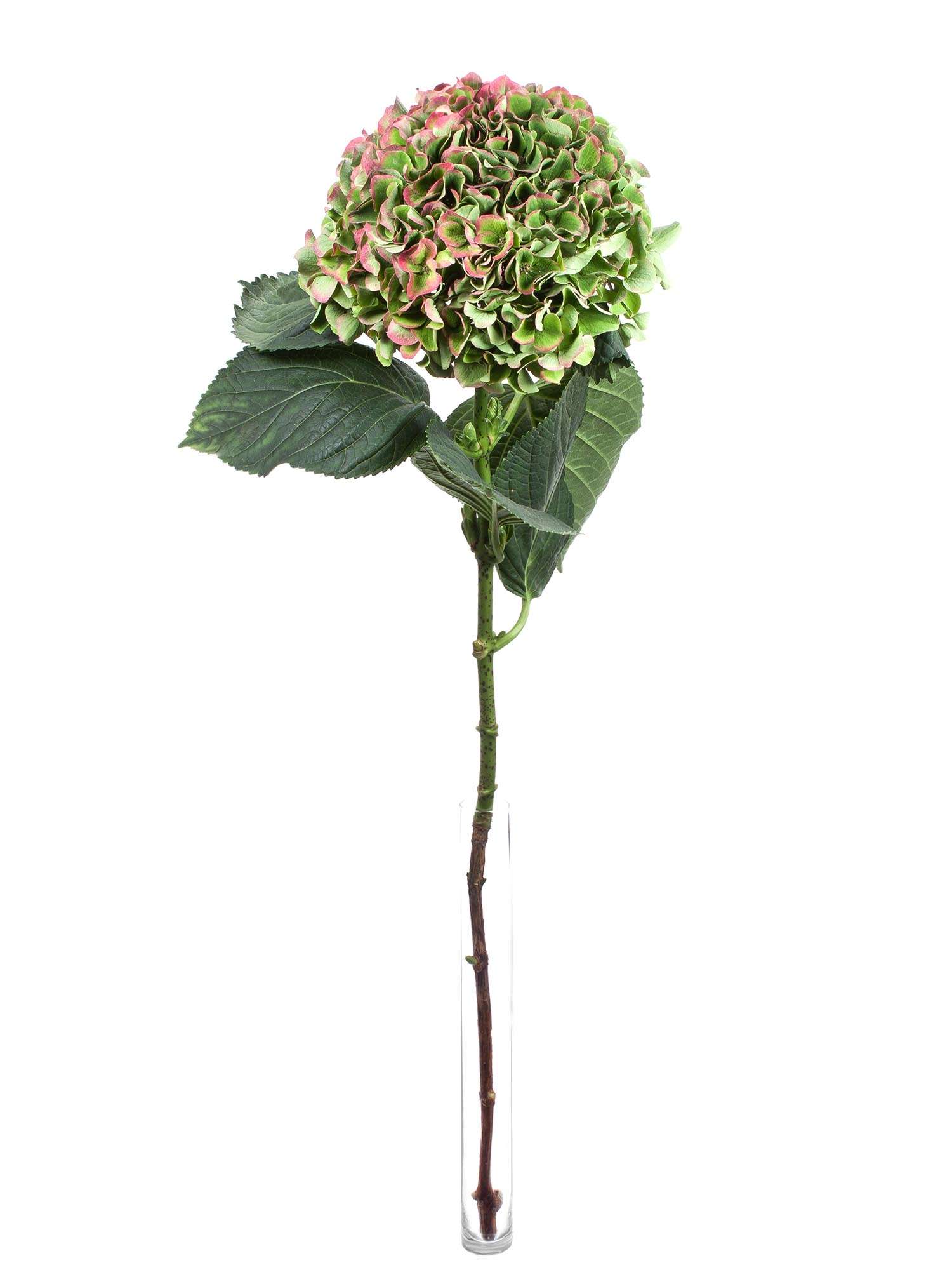 blumigo-hortensien-opal-classic-hortensie-gr-n-rot image 2