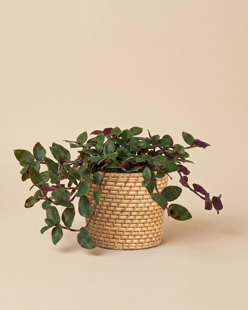 feey-variado-tradescantia-bunny-bellies-zimmerpflanze-klein image 8