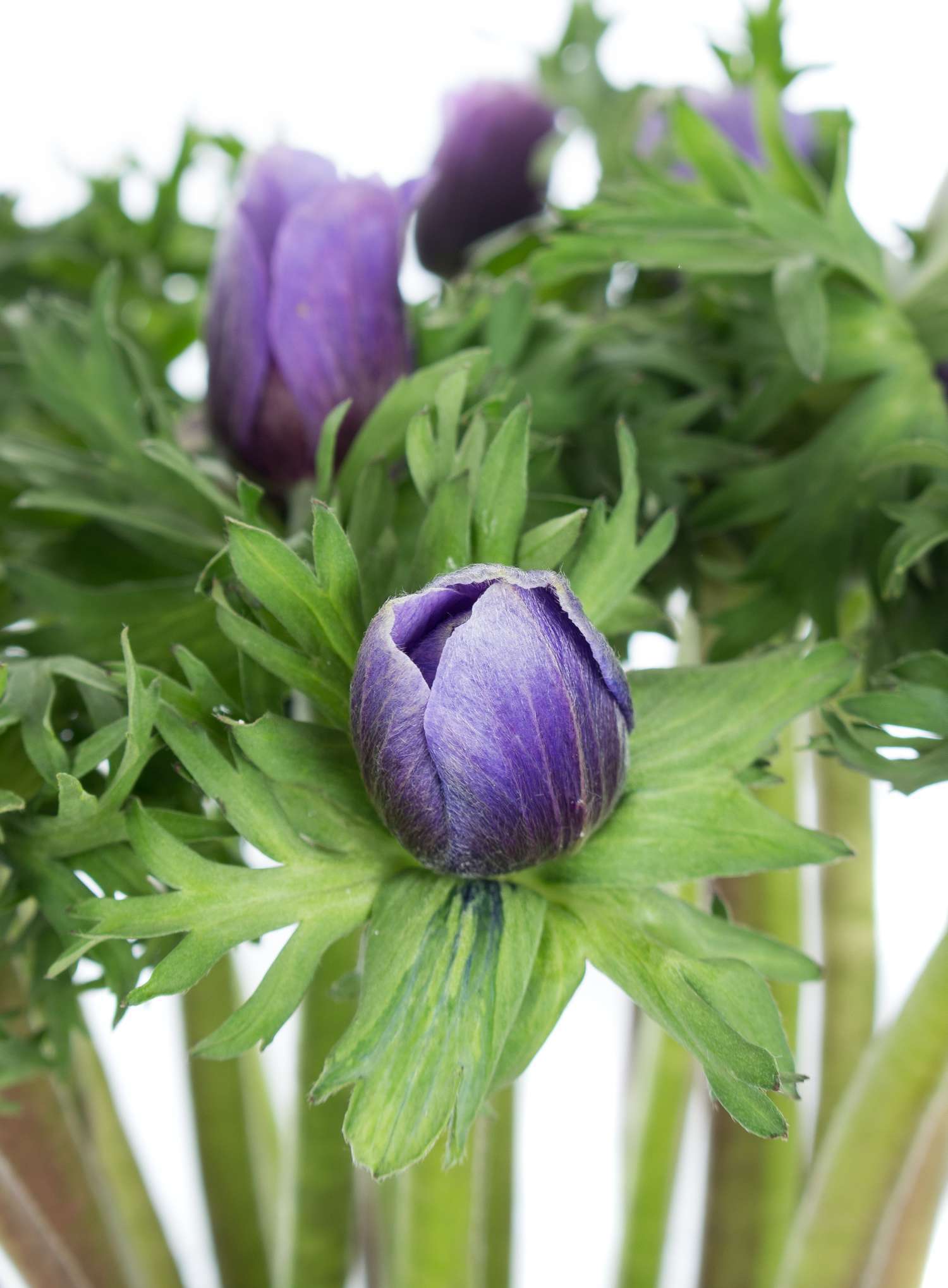 blumigo-anemonen-schnittanemone-blau image 2