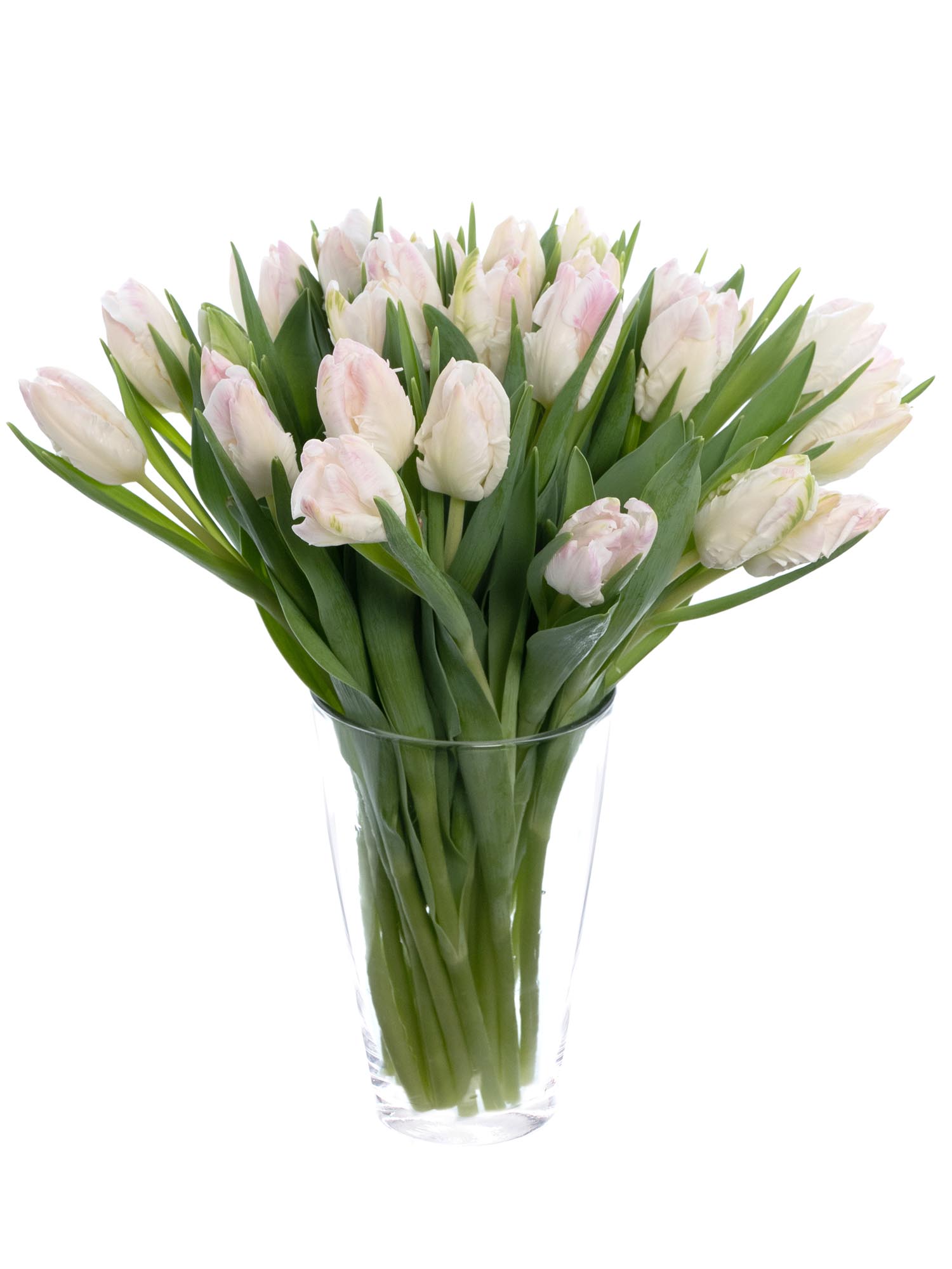 blumigo-tulpen-papagei-cabanna-schnittblumen-rosa-wei image 2
